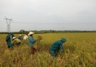 Đồng chí Lê Kim Chất PBT Thường trực Huyện ủy kiểm tra công tác phòng chống cơn bão số 10 tại các xã Thị Trấn.