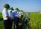 Trung tâm Dịch vụ Nông nghiệp Triệu Sơn tổ chức hội nghị đầu bờ về kết quả khảo nghiệm giống lúa thuần Ngọc Châu vụ xuân 2021.