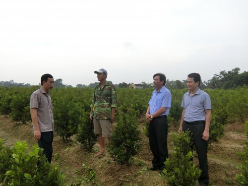 Đồng chí Lê Quang Hùng, Tỉnh ủy viên- Bí thư Huyện ủy- Chủ tịch HĐND huyện thăm mô hình trồng cây quất cảnh xã Hợp Lý.jpg