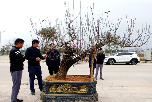 Đào 2.jpg