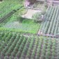 Xã Thọ Dân chuyển đổi đất kém hiệu quả, sang trồng cây hoa đào cảnh