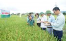 Đồng chí Phó Chủ tịch UBND huyện Lê Phú Quốc kiểm tra, thăm đồng đánh giá mô hình khảo nghiệm giống lúa trên địa bàn huyện