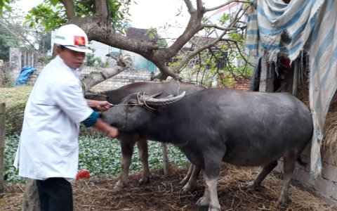 Xã Thọ Dân Thực hiện công tác tiêm phòng cho đàn gia súc, gia cầm đợt 1/2019
