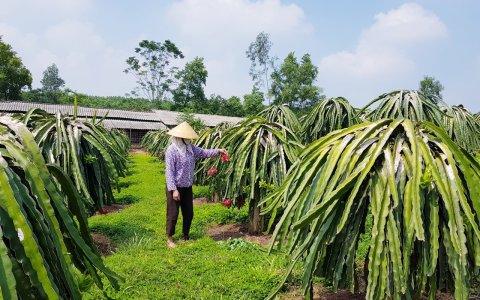 Xã Thọ Tân cải tạo vườn tạp, nâng cao hiệu quả kinh tế vườn đồi