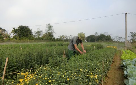 Gia đình anh Trần Phú Sinh, thôn Quang Thanh xã Hợp Lý, phát triển mô hình trồng hoa.