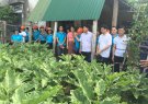 Hội phụ nữ huyện tổ chức thăm quan học tập mô hình" nhà sạch- vườn mẫu" tại tỉnh Nghệ an và Hà Tĩnh.
