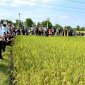 Hội thảo đầu bờ đánh giá mô hình trồng giống lúa mới LY006 Tại Xã Thọ Phú