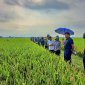 Huyện Triệu Sơn triển khai mô hình sản xuất lúa theo hướng hữu cơ  giai đoạn 2022-2030.