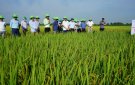 Hội thảo giống lúa thuần TBR89 và TBR97 tại xã Thọ Phú
