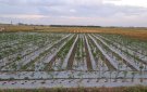 Sản xuất vụ đông: Đến ngày 21/9/2022 xã Thọ Vực dẫn đầu toàn huyện về tiến độ sản xuất cây trồng vụ đông 