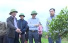 Bí thư Huyện ủy Lê Văn Tuấn, kiểm tra, nắm bắt tình hình sản xuất nông nghiệp trên địa bàn huyện