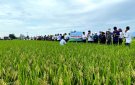Hội thảo đầu bờ đánh giá mô hình trồng giống lúa thuần chất lượng cao Thiên Ưu 8 thế hệ mới tại tổ dân phố Tân Dân thị trấn Triệu Sơn