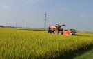 Các địa phương trên địa bàn huyện cơ bản hoàn thành việc thu hoạch lúa chiêm xuân 2023