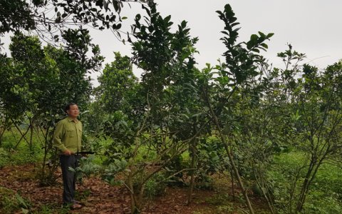 Cựu chiến binh Nguyễn Thanh Sơn, phố Lê Lợi, Thị trấn Triệu Sơn làm kinh tế giỏi