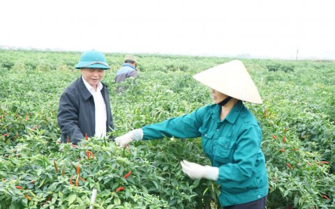 Hiệu quả của cây ớt xuất khẩu gieo trồng vụ đông ở xã Thọ Phú.