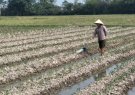 UBND huyện tổ chức giao ban các xã có diện tích trồng cây khoai tây và một số cây rau mầu có giá trị liên kết trong vụ đông 2019-2020.