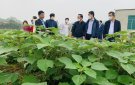 Phát triển vùng nguyên liệu cây gai xanh trên địa bàn huyện Triệu Sơn giai đoạn 2022-2025.
