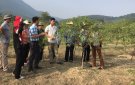 Tập huấn kỹ thuật phòng, chống bệnh xì mủ đào và kỹ thuật trồng, chăm sóc cây quất
