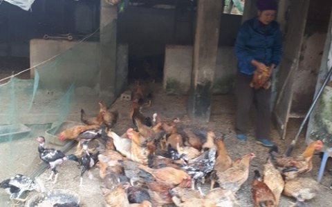 Trạm khuyến nông huyện thực hiện mô hinh liên kết chăn nuôi gà thịt trên nền đệm lót sinh học tại xã Thọ Tân