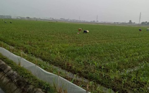 Phong trào trồng cây vụ đông của Hội Phụ nữ xã Minh Dân và sự gương mẫu đi đầu của cán bộ hội