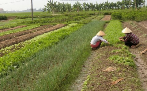 Kết quả sau hơn 3 năm thực hiện chủ trương chuyển đổi đất trồng lúa kém hiệu quả sang trồng các cây trồng khác, kết hợp nuôi trồng thủy sản trên địa bàn huyện