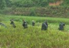 Bộ chỉ huy Quân sự Tỉnh điều lực lượng về giúp các địa phương trên địa bàn huyện thu hoạch lúa vụ mùa phòng tránh bão số 10.